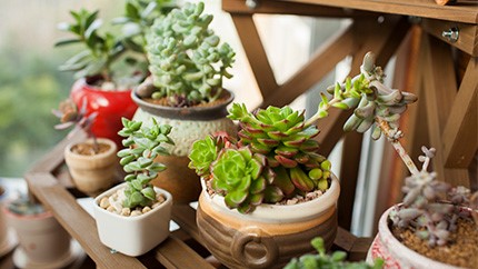 新買的冬美人怎么養？